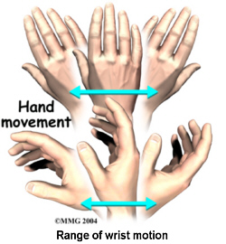 Hands showing range of wrist motion